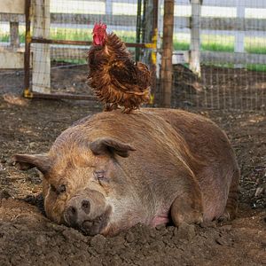 Bilder Unsere große kleine Farm