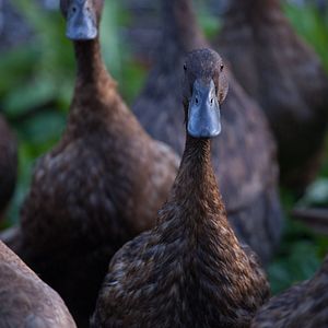 Bilder Unsere große kleine Farm