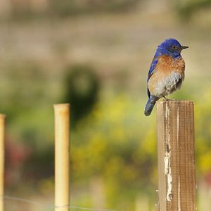 Bilder Unsere große kleine Farm