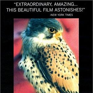 Bilder Das Auge des Falken