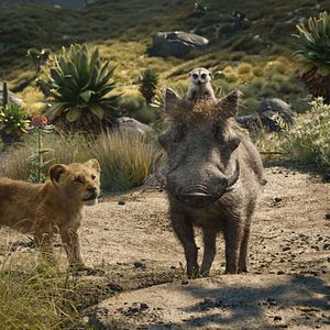 Bilder Der König der Löwen