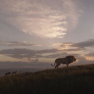 Bilder Der König der Löwen