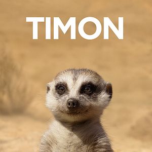 Bilder Der König der Löwen