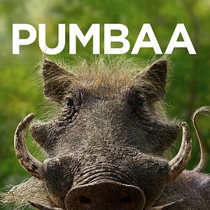 Bilder Der König der Löwen