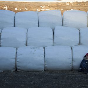 Bilder Milchkrieg in Dalsmynni