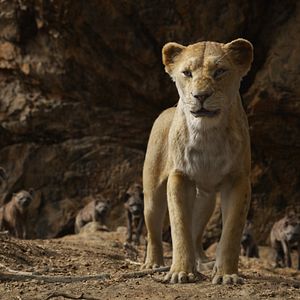 Bilder Der König der Löwen