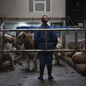 Bilder Milchkrieg in Dalsmynni