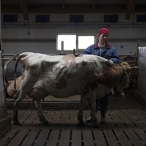 Bilder Milchkrieg in Dalsmynni