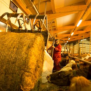 Bilder Milchkrieg in Dalsmynni