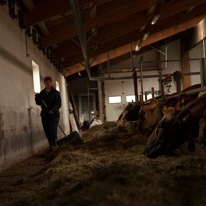 Bilder Milchkrieg in Dalsmynni