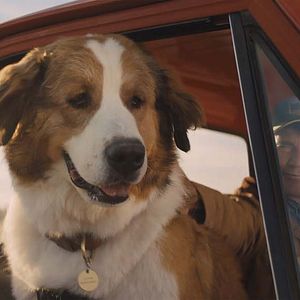 Bilder Bailey - Ein Hund kehrt zurück