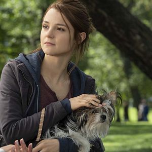 Bilder Bailey - Ein Hund kehrt zurück