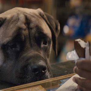 Bilder Bailey - Ein Hund kehrt zurück