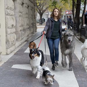 Bilder Bailey - Ein Hund kehrt zurück