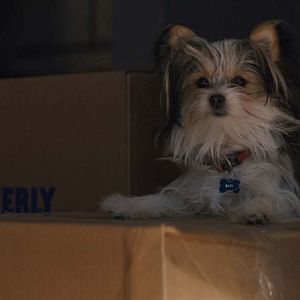 Bilder Bailey - Ein Hund kehrt zurück