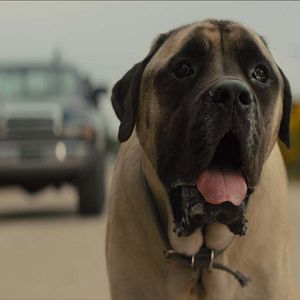 Bilder Bailey - Ein Hund kehrt zurück