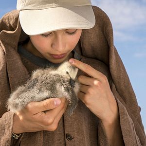 Bilder Der Junge und die Wildgänse