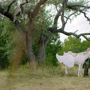 Bilder Pegasus - Das Pferd mit den magischen Flügeln