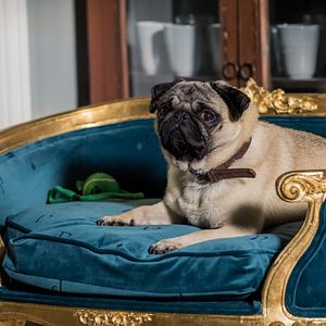 Bilder Ein Mops zum Verlieben