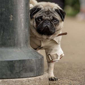 Bilder Ein Mops zum Verlieben