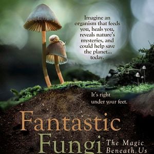 Bilder Fantastische Pilze - Die magische Welt zu unseren Füßen