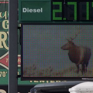 Bilder Becoming Animal