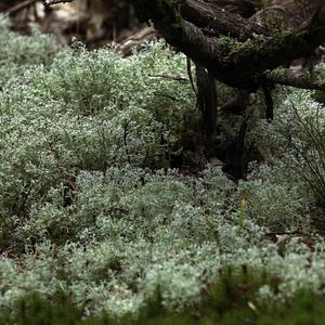 Bilder Becoming Animal