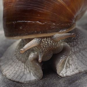 Bilder Becoming Animal