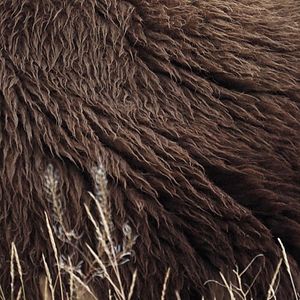 Bilder Becoming Animal