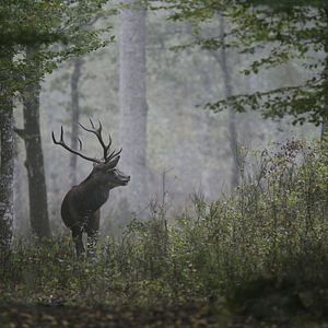 Bilder Chambord - Then, Now And Forever