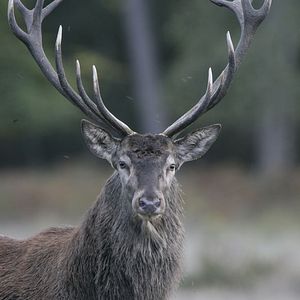 Bilder Chambord - Then, Now And Forever