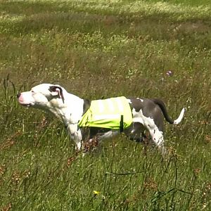 Bilder Graines de ronds-points