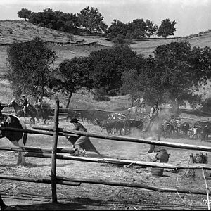 Bilder Feuerkopf von Wyoming