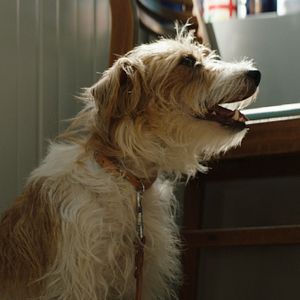 Bilder Smuggling Hendrix - Nicht ohne meinen Hund