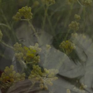 Bilder L’ Âcre parfum des immortelles