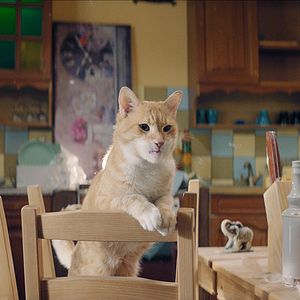 Bilder Mein Freund, der Kobold