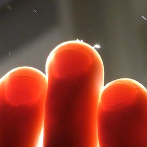 Bilder Animal Indireto