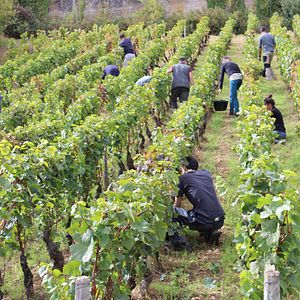 Bilder L'Âme du vin