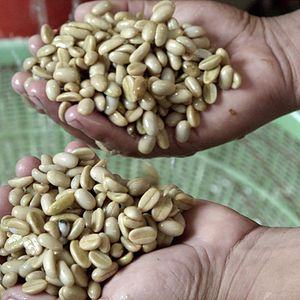 Bilder A Six Dollar Cup Of Coffee