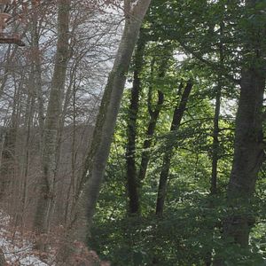 Bilder Das geheime Leben der Bäume