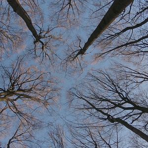 Bilder Das geheime Leben der Bäume