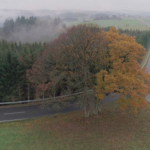 Bilder Das geheime Leben der Bäume