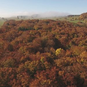 Bilder Das geheime Leben der Bäume