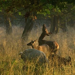 Bilder Das geheime Leben der Bäume