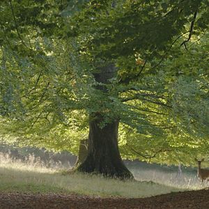 Bilder Das geheime Leben der Bäume