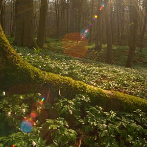 Bilder Das geheime Leben der Bäume