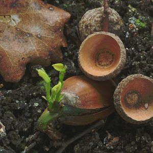 Bilder Das geheime Leben der Bäume