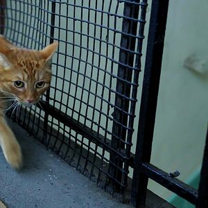 Bilder Cat in the Wall