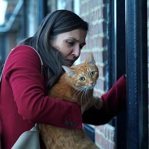 Bilder Cat in the Wall