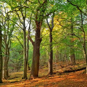 Bilder Das geheime Leben der Bäume
